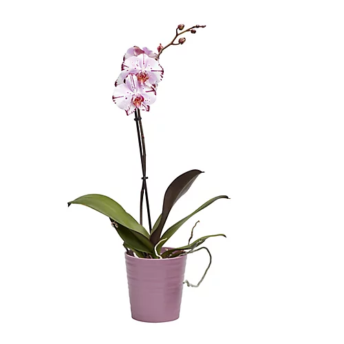 Single Stem Orchid In 12cm Assorted Ceramic Decorative Pot 5 Single Stem Orchid In 12cm Assorted Ceramic Decorative Pot - Image 3