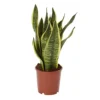 Snake Plant In 14cm Terracotta Plastic Grow Pot -HOMCO Garden Shop snake plant in 14cm terracotta plastic grow pot3663602462576 02c bq