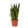 Snake Plant In 25cm Plastic Pot -HOMCO Garden Shop snake plant in 25cm plastic pot5059340224657 02c