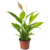 Spathiphyllum Peace Lily - Graceful And Purifying Indoor Plant For Interior Spaces (30-40cm) -HOMCO Garden Shop spathiphyllum peace lily graceful and purifying indoor plant for interior spaces 30 40cm 5059442053070 01c MP