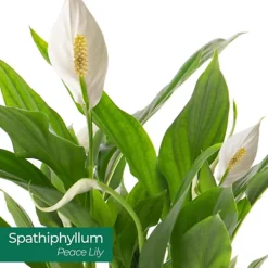 Spathiphyllum Peace Lily - Graceful And Purifying Indoor Plant For Interior Spaces (30-40cm) -HOMCO Garden Shop spathiphyllum peace lily graceful and purifying indoor plant for interior spaces 30 40cm 5059442053070 04c MP