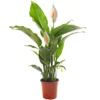Spathiphyllum Peace Lily - Graceful And Purifying Indoor Plant For Interior Spaces (80-90cm) -HOMCO Garden Shop spathiphyllum peace lily graceful and purifying indoor plant for interior spaces 80 90cm 5059442053094 01c MP