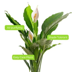 Spathiphyllum Peace Lily - Graceful And Purifying Indoor Plant For Interior Spaces (80-90cm) -HOMCO Garden Shop spathiphyllum peace lily graceful and purifying indoor plant for interior spaces 80 90cm 5059442053094 02c MP