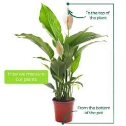 Spathiphyllum Peace Lily - Graceful And Purifying Indoor Plant For Interior Spaces (80-90cm) -HOMCO Garden Shop spathiphyllum peace lily graceful and purifying indoor plant for interior spaces 80 90cm 5059442053094 03c MP