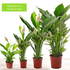 Spathiphyllum Peace Lily - Graceful And Purifying Indoor Plant For Interior Spaces (80-90cm) -HOMCO Garden Shop spathiphyllum peace lily graceful and purifying indoor plant for interior spaces 80 90cm 5059442053094 04c MP