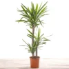 Spineless Yucca - Striking And Low-Maintenance Indoor Plant For Interior Spaces (120-140cm) -HOMCO Garden Shop spineless yucca striking and low maintenance indoor plant for interior spaces 120 140cm 5059442052981 01c MP