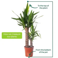 Spineless Yucca - Striking And Low-Maintenance Indoor Plant For Interior Spaces (120-140cm) -HOMCO Garden Shop spineless yucca striking and low maintenance indoor plant for interior spaces 120 140cm 5059442052981 04c MP
