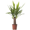 Spineless Yucca - Striking And Low-Maintenance Indoor Plant For Interior Spaces (40-50cm) -HOMCO Garden Shop spineless yucca striking and low maintenance indoor plant for interior spaces 40 50cm 5059442052998 01c MP