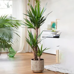 Spineless Yucca - Striking And Low-Maintenance Indoor Plant For Interior Spaces (40-50cm) -HOMCO Garden Shop spineless yucca striking and low maintenance indoor plant for interior spaces 40 50cm 5059442052998 02c MP