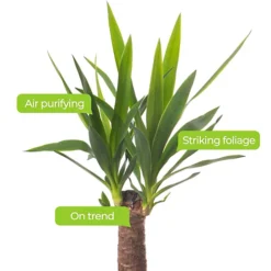 Spineless Yucca - Striking And Low-Maintenance Indoor Plant For Interior Spaces (40-50cm) -HOMCO Garden Shop spineless yucca striking and low maintenance indoor plant for interior spaces 40 50cm 5059442052998 03c MP