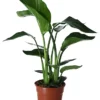 Strelitzia In 17cm Terracotta Plastic Grow Pot -HOMCO Garden Shop strelitzia in 17cm terracotta plastic grow pot5059340224374 02c