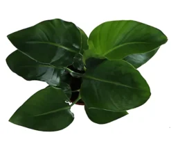 Strelitzia In 17cm Terracotta Plastic Grow Pot -HOMCO Garden Shop strelitzia in 17cm terracotta plastic grow pot5059340224374 36c