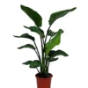 Strelitzia In 21cm Terracotta Plastic Grow Pot -HOMCO Garden Shop strelitzia in 21cm terracotta plastic grow pot5059340224404 02c