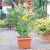 Strelitzia Nicolai - Bird Of Paradise Indoor Plant In 12cm Pot, Low Maintenance Houseplant (40-50cm) -HOMCO Garden Shop strelitzia nicolai bird of paradise indoor plant in 12cm pot low maintenance houseplant 40 50cm 5051641550510 01c MP