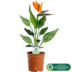 Strelitzia Nicolai - Bird Of Paradise Indoor Plant In 12cm Pot, Low Maintenance Houseplant (40-50cm) -HOMCO Garden Shop strelitzia nicolai bird of paradise indoor plant in 12cm pot low maintenance houseplant 40 50cm 5051641550510 02c MP