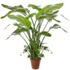Strelitzia Nicolai - Indoor House Plant For Home Office, Kitchen, Living Room - Potted Houseplant (100-120cm) -HOMCO Garden Shop strelitzia nicolai indoor house plant for home office kitchen living room potted houseplant 100 120cm 5059442054442 01c MP