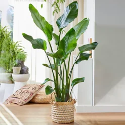 Strelitzia Nicolai - Indoor House Plant For Home Office, Kitchen, Living Room - Potted Houseplant (100-120cm) -HOMCO Garden Shop strelitzia nicolai indoor house plant for home office kitchen living room potted houseplant 100 120cm 5059442054442 02c MP