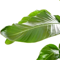 Strelitzia Nicolai - Indoor House Plant For Home Office, Kitchen, Living Room - Potted Houseplant (100-120cm) -HOMCO Garden Shop strelitzia nicolai indoor house plant for home office kitchen living room potted houseplant 100 120cm 5059442054442 03c MP