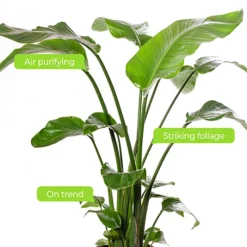 Strelitzia Nicolai - Indoor House Plant For Home Office, Kitchen, Living Room - Potted Houseplant (100-120cm) -HOMCO Garden Shop strelitzia nicolai indoor house plant for home office kitchen living room potted houseplant 100 120cm 5059442054442 04c MP