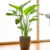 Strelitzia Nicolai - White Bird Of Paradise Houseplant, Evergreen Upright Plant With Bright Green Foliage (40-50cm) -HOMCO Garden Shop strelitzia nicolai white bird of paradise houseplant evergreen upright plant with bright green foliage 40 50cm 5059442030088 01c MP