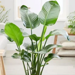 Strelitzia Nicolai - White Bird Of Paradise Houseplant, Evergreen Upright Plant With Bright Green Foliage (40-50cm) -HOMCO Garden Shop strelitzia nicolai white bird of paradise houseplant evergreen upright plant with bright green foliage 40 50cm 5059442030088 02c MP