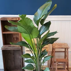 Strelitzia Nicolai - White Bird Of Paradise Houseplant, Evergreen Upright Plant With Bright Green Foliage (40-50cm) -HOMCO Garden Shop strelitzia nicolai white bird of paradise houseplant evergreen upright plant with bright green foliage 40 50cm 5059442030088 03c MP