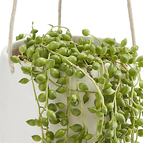 String Of Beads In 13cm White Ceramic Hanging Pot 4 String Of Beads In 13cm White Ceramic Hanging Pot - Image 2