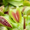 Venus Fly Trap Houseplant - Air Purifying Carnivorous Home Office Plant, Indoor Fly Catcher, Easy Care (10-15cm) -HOMCO Garden Shop venus fly trap houseplant air purifying carnivorous home office plant indoor fly catcher easy care 10 15cm 5051641551913 01c MP