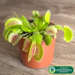 Venus Fly Trap Houseplant - Air Purifying Carnivorous Home Office Plant, Indoor Fly Catcher, Easy Care (10-15cm) -HOMCO Garden Shop venus fly trap houseplant air purifying carnivorous home office plant indoor fly catcher easy care 10 15cm 5051641551913 02c MP