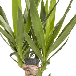 Yucca In 19cm Terracotta Plastic Grow Pot -HOMCO Garden Shop yucca in 19cm terracotta plastic grow pot3663602463719 36c bq