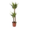 Yucca In 24cm Terracotta Plastic Grow Pot -HOMCO Garden Shop yucca in 24cm terracotta plastic grow pot3663602462392 02c bq