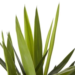 Yucca In 24cm Terracotta Plastic Grow Pot -HOMCO Garden Shop yucca in 24cm terracotta plastic grow pot3663602462392 36c bq