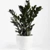 Zamioculcas Raven - Home Office Indoor ZZ Plant, Upright Dark Foliage, Low Maintenance Houseplant (30-40cm) -HOMCO Garden Shop zamioculcas raven home office indoor zz plant upright dark foliage low maintenance houseplant 30 40cm 5059442012459 01c MP