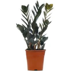 Zamioculcas Raven - Home Office Indoor ZZ Plant, Upright Dark Foliage, Low Maintenance Houseplant (30-40cm) -HOMCO Garden Shop zamioculcas raven home office indoor zz plant upright dark foliage low maintenance houseplant 30 40cm 5059442012459 02c MP