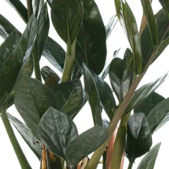 Zamioculcas Raven - Home Office Indoor ZZ Plant, Upright Dark Foliage, Low Maintenance Houseplant (30-40cm) -HOMCO Garden Shop zamioculcas raven home office indoor zz plant upright dark foliage low maintenance houseplant 30 40cm 5059442012459 03c MP