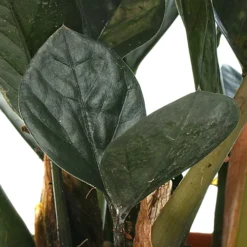 Zamioculcas Raven - Home Office Indoor ZZ Plant, Upright Dark Foliage, Low Maintenance Houseplant (30-40cm) -HOMCO Garden Shop zamioculcas raven home office indoor zz plant upright dark foliage low maintenance houseplant 30 40cm 5059442012459 04c MP